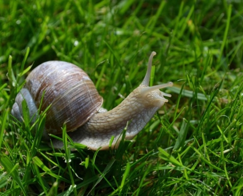 thuiskomen in je lichaam